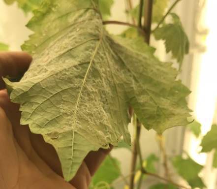 Research - control leaf